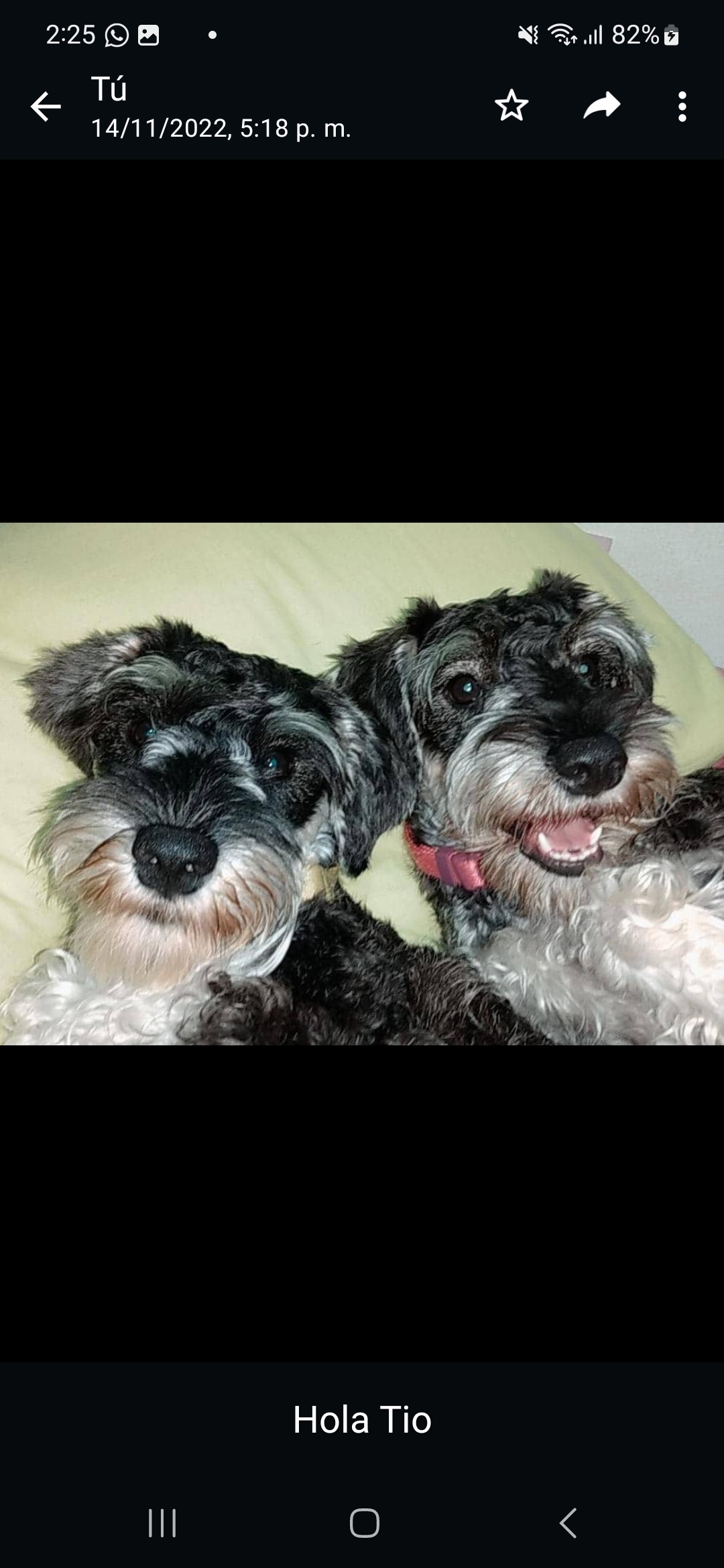 Iris Giovanna Arellano - Arica - Pet Sitting and Walking