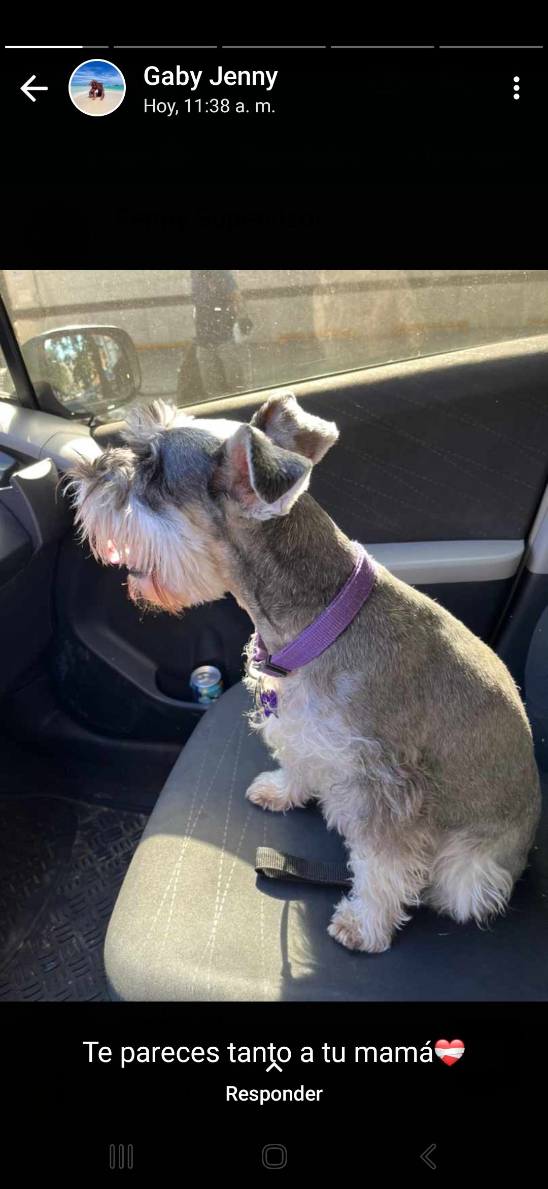 Iris Giovanna Arellano - Arica - Dog Sitting