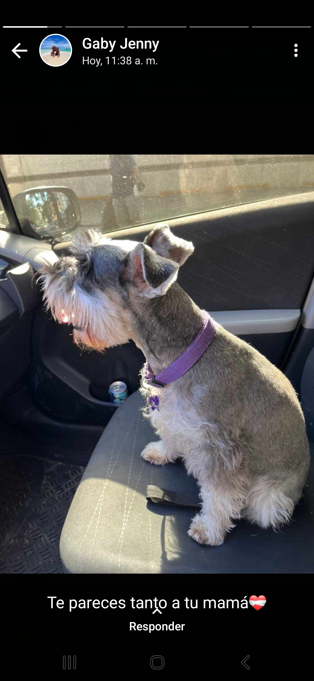 Iris Giovanna Arellano - Arica - Cuidar tus perros