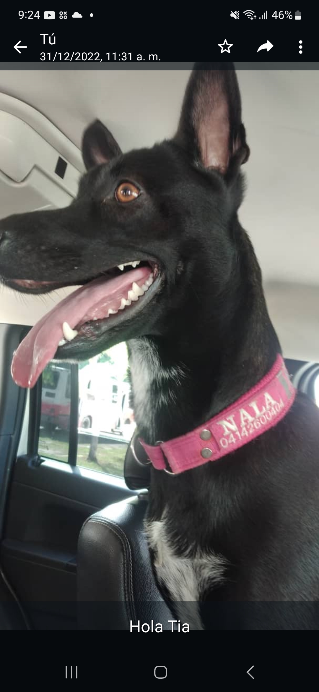 Iris Giovanna Arellano - Arica - Dog Walking