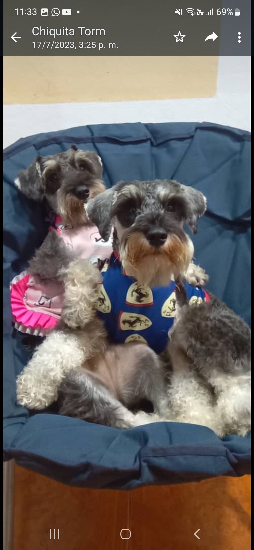 Iris Giovanna Arellano - Arica - Dog Walking