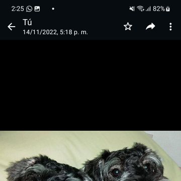 Iris Giovanna Arellano - Arica - Pet Sitting and Walking
