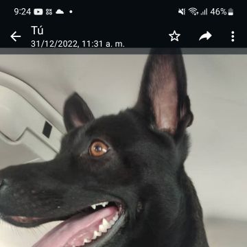 Iris Giovanna Arellano - Arica - Dog Walking