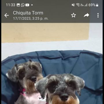 Iris Giovanna Arellano - Arica - Dog Walking