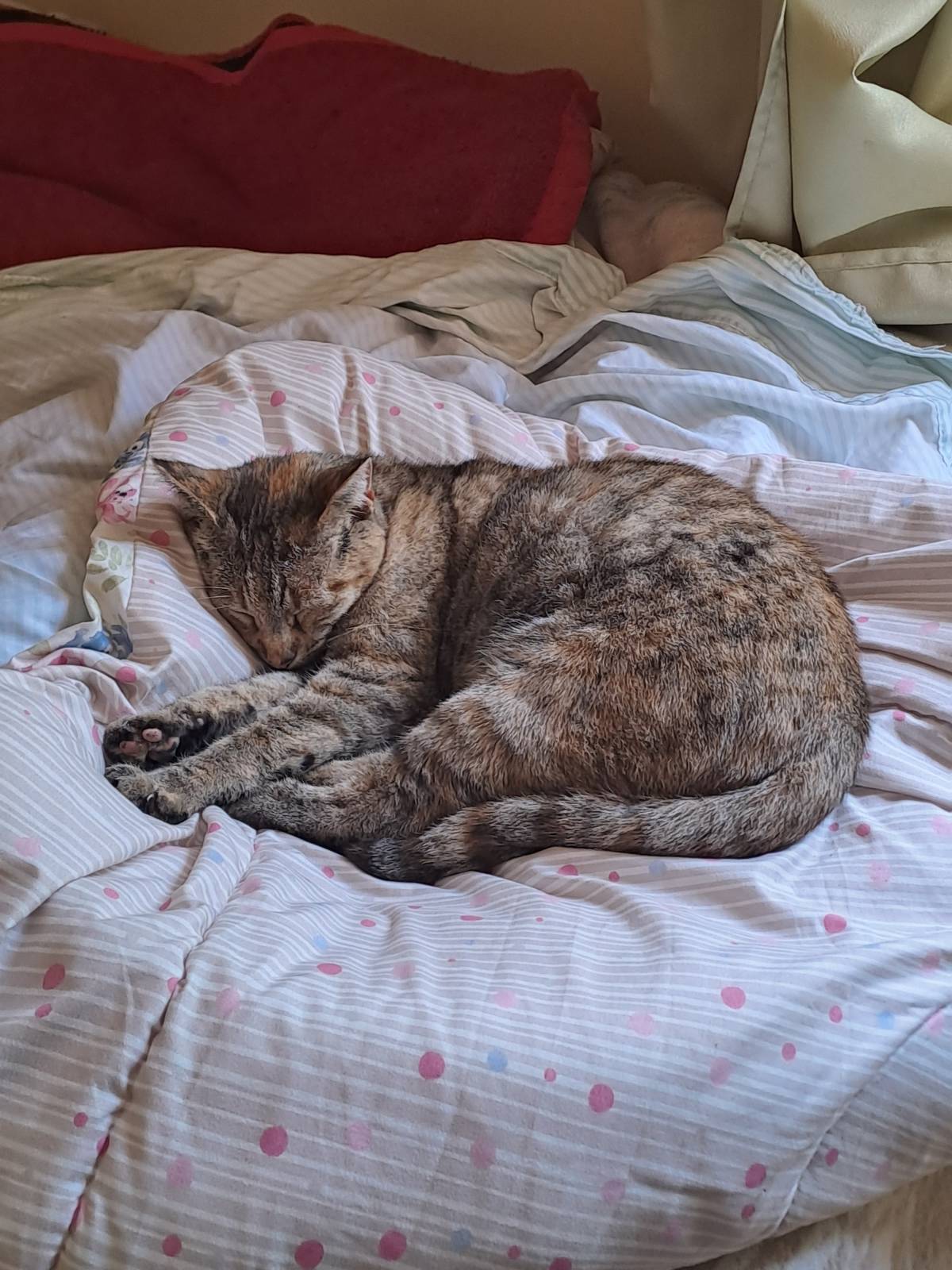 Peluditos Ofrezco un servicio dedicado y cariñoso de cuidado de mascotas. Realizo paseos de 1 hora, adaptando el ritmo según la energía y personalidad - Santiago - Cuidar tus gatos