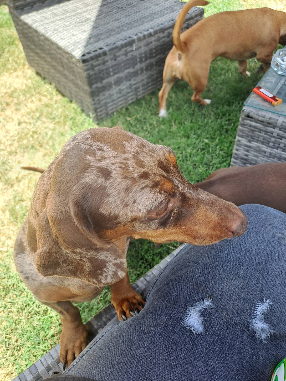 Peluditos Ofrezco un servicio dedicado y cariñoso de cuidado de mascotas. Realizo paseos de 1 hora, adaptando el ritmo según la energía y personalidad - Santiago - Paseador de perros