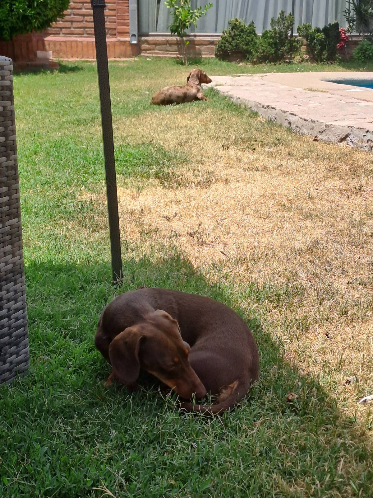 Peluditos Ofrezco un servicio dedicado y cariñoso de cuidado de mascotas. Realizo paseos de 1 hora, adaptando el ritmo según la energía y personalidad - Santiago - Guardería para perros