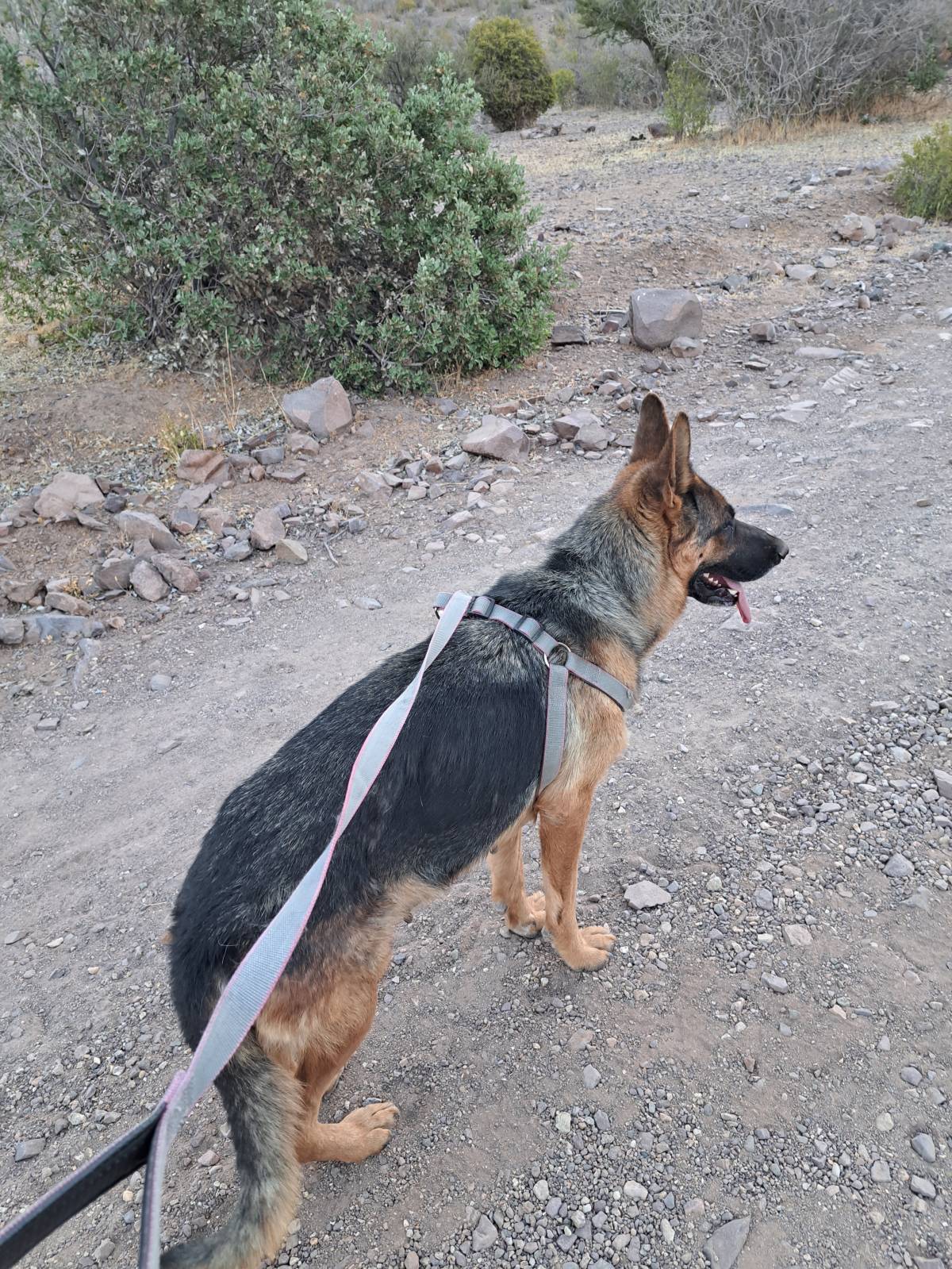 Sambima - San Felipe de Aconcagua - Cuidar tus perros