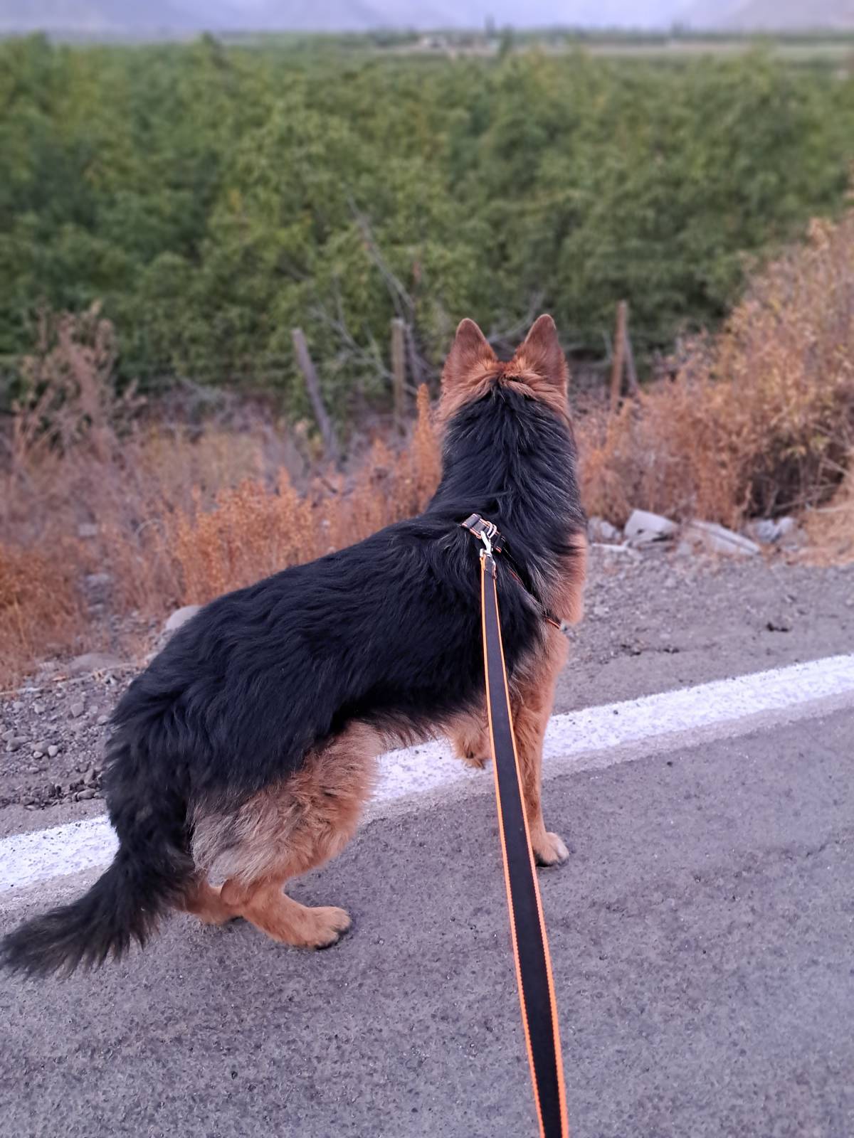 Sambima - San Felipe de Aconcagua - Hospedaje de perros