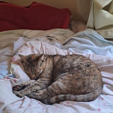 Peluditos Ofrezco un servicio dedicado y cariñoso de cuidado de mascotas. Realizo paseos de 1 hora, adaptando el ritmo según la energía y personalidad - Santiago - Cuidar tus gatos
