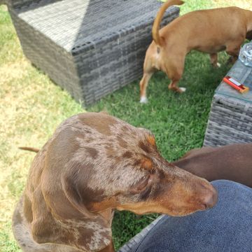 Peluditos Ofrezco un servicio dedicado y cariñoso de cuidado de mascotas. Realizo paseos de 1 hora, adaptando el ritmo según la energía y personalidad - Santiago - Paseador de perros