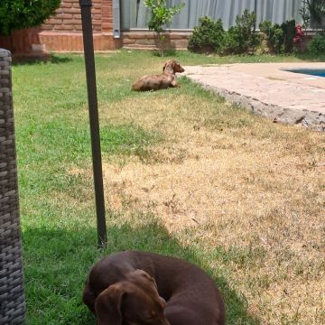 Peluditos Ofrezco un servicio dedicado y cariñoso de cuidado de mascotas. Realizo paseos de 1 hora, adaptando el ritmo según la energía y personalidad - Santiago - Guardería para perros