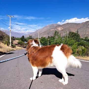 Sambima - San Felipe de Aconcagua - Cuidar tus gatos