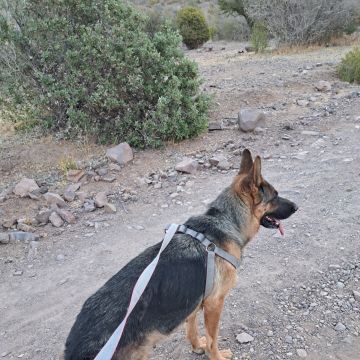 Sambima - San Felipe de Aconcagua - Cuidar tus perros