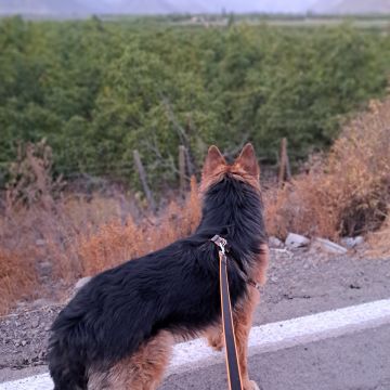 Sambima - San Felipe de Aconcagua - Hospedaje de perros