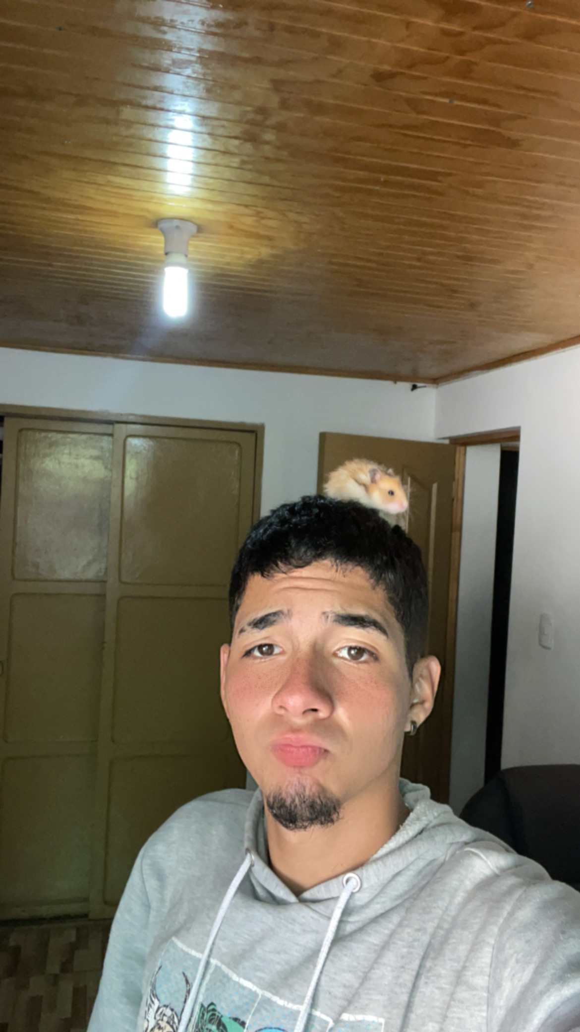 Andro - Talca - Cat Sitting