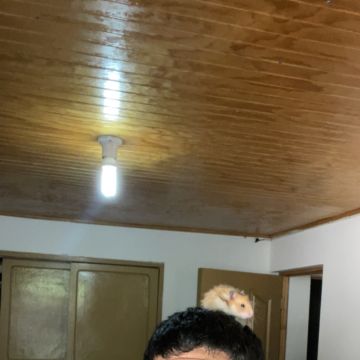 Andro - Talca - Cat Sitting