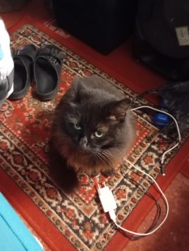 Hospedaje de gatos