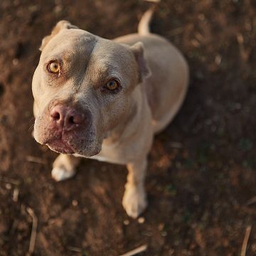 Fermín Montenegro - Santiago - Pet Photography