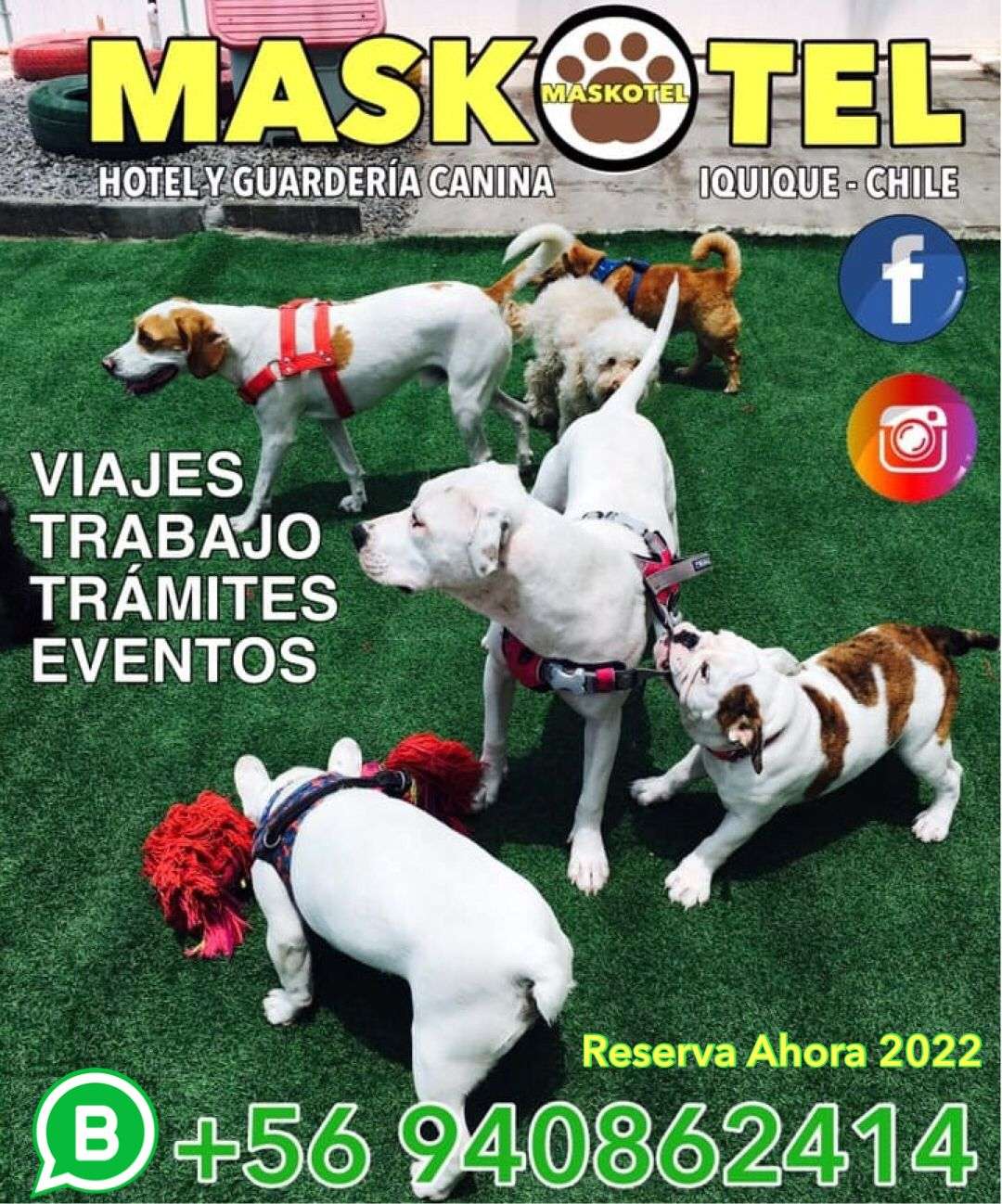MASKOTEL - Iquique - Hospedaje de perros
