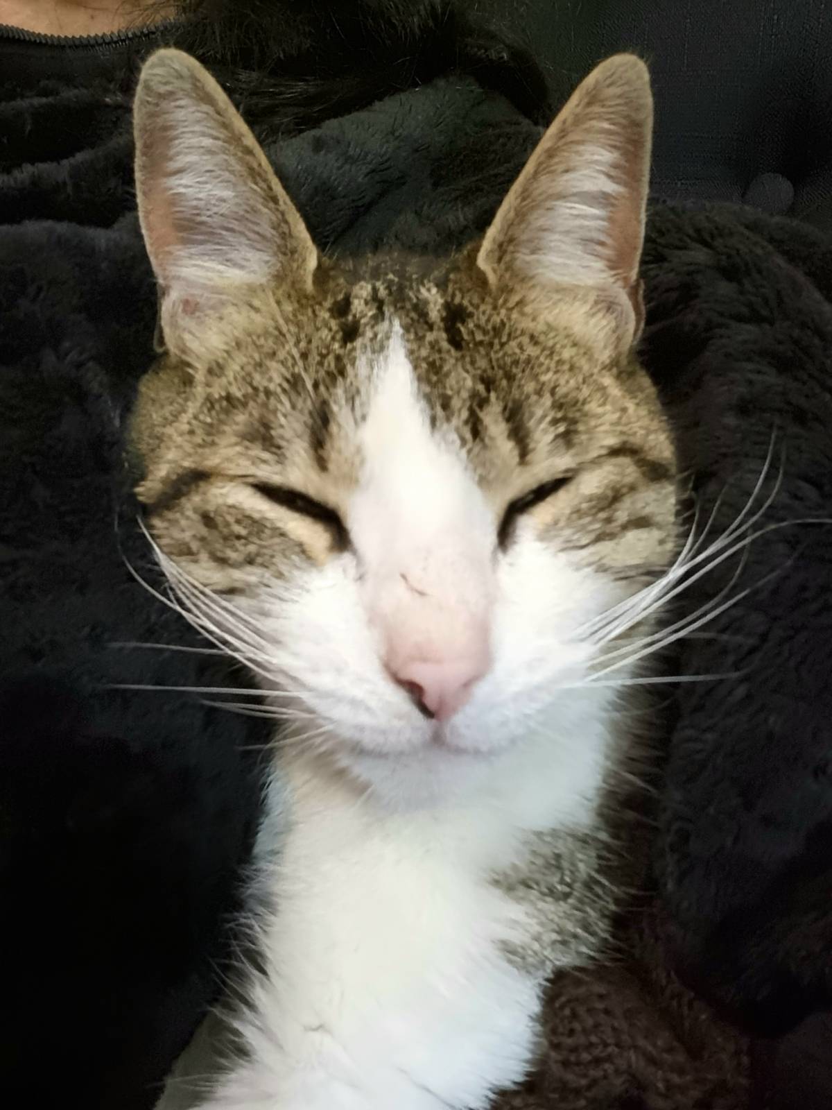 Fernanda - Santiago - Cat Sitting