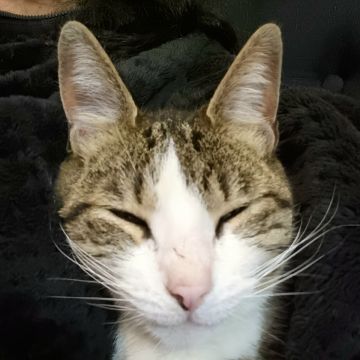 Fernanda - Santiago - Cat Sitting