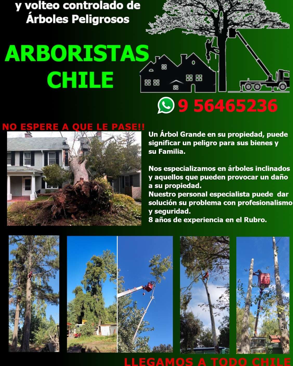 Arboristas Chile - Ñuble - Poda y mantenimiento de árboles