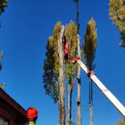 Arboristas Chile - Ñuble - Siembra