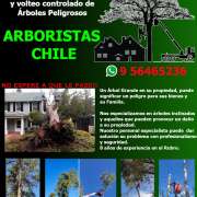 Arboristas Chile - Ñuble - Poda y mantenimiento de árboles
