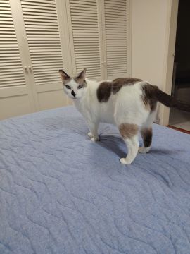 Hospedaje de gatos