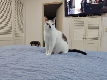 Hospedaje de gatos