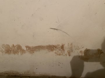 Experten für Schimmelbeseitigung