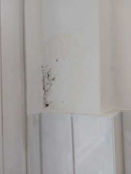 Mold Inspection and Removal