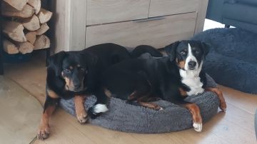 Hundesitter (Tagesstätte)