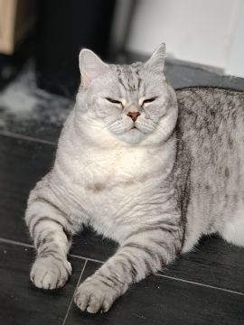 Katzenpfleger