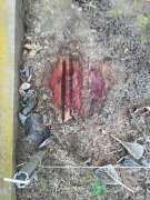 Stump Grinder