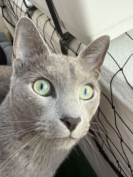Hotel for Cats