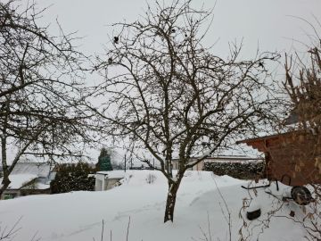 Tree Trimming and Maintenance