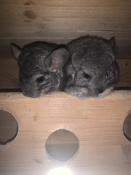 Tierpension
