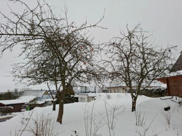 Tree Trimmer