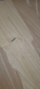 Floating Flooring Services - Home Improvements