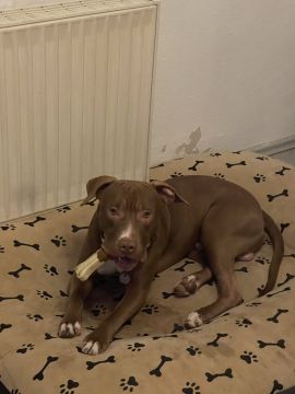 Guardería para perros