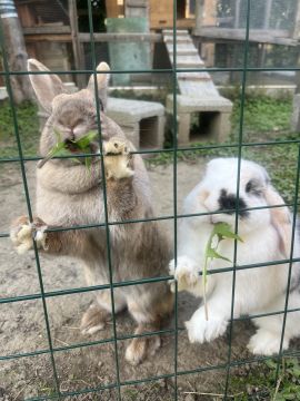 Tierpension