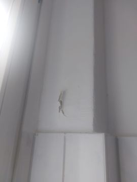 Cleaning - Domestic Services