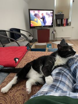 Haustierbetreuung und Tierpension - Haustiere