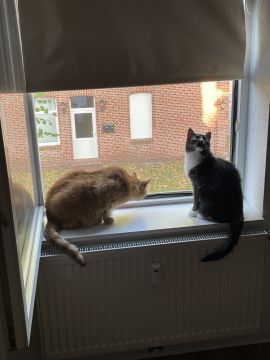 Tierpension - Haustierbetreuung und Tierpension