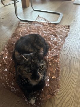 Hotel for Cats