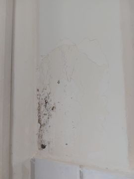 Mold Inspection and Removal