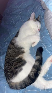 Hospedaje de gatos