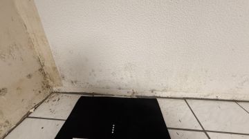 Inspection et élimination des moisissures